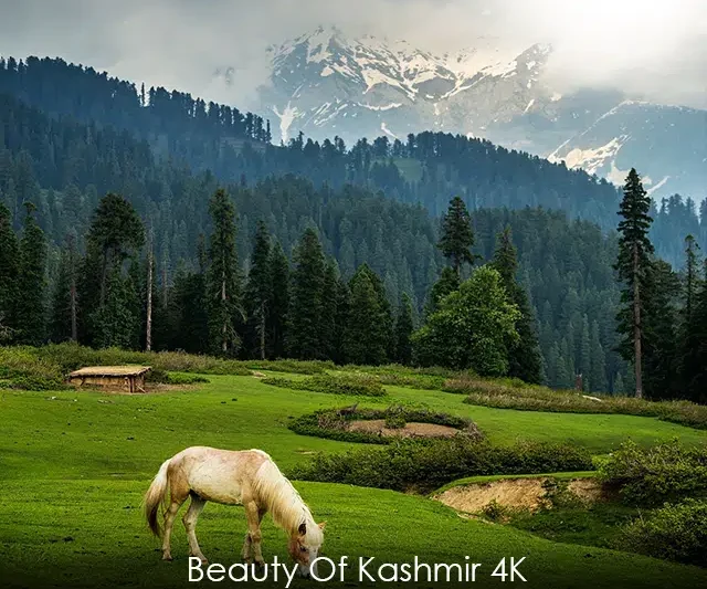 Beauty Of Kashmir 4K Status Video